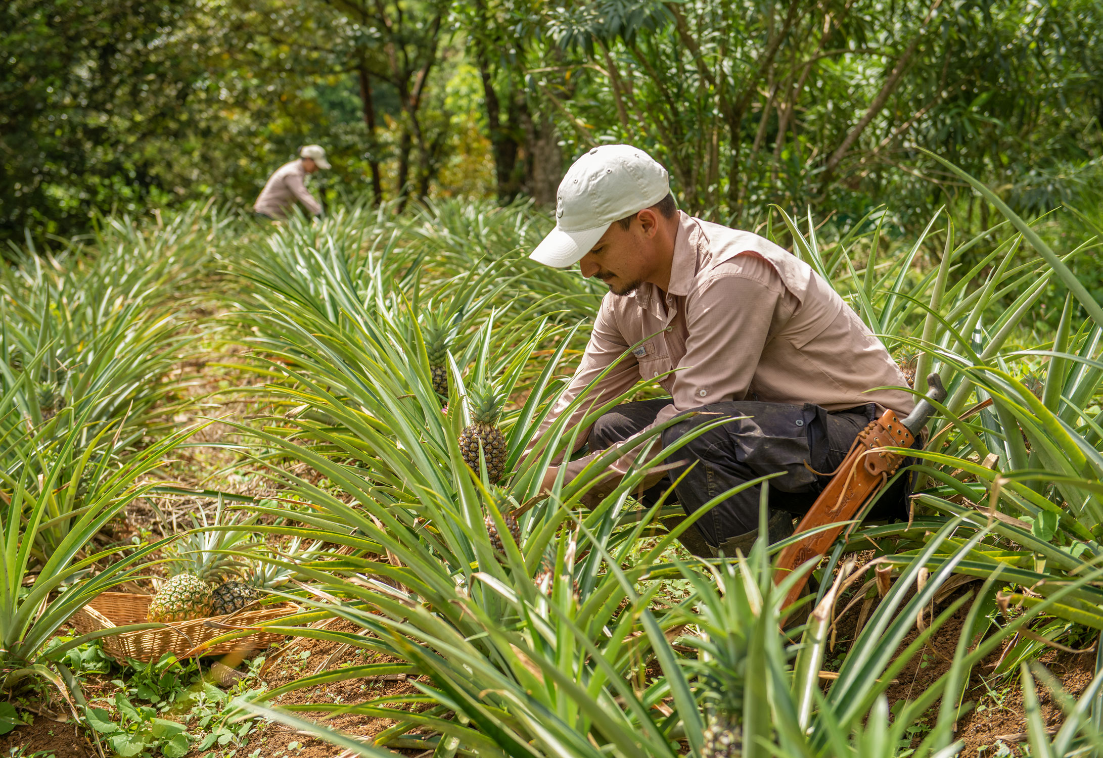 ORIGINS-PINEAPPLE-PICKING-1Web