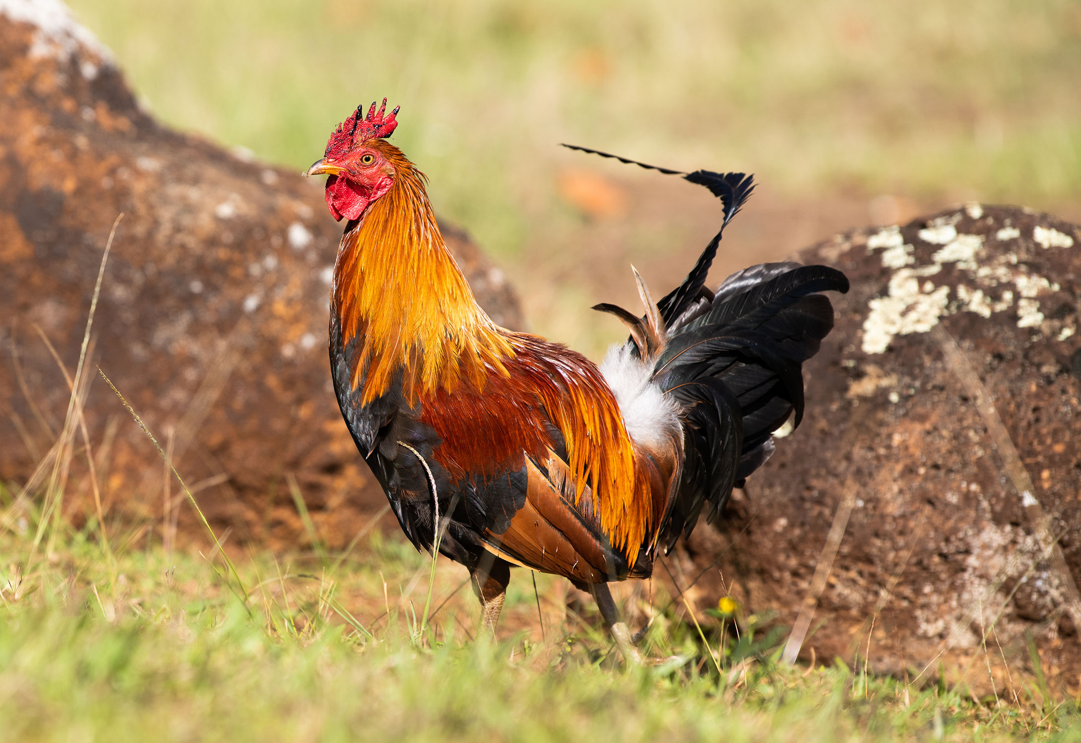 Rooster2Web