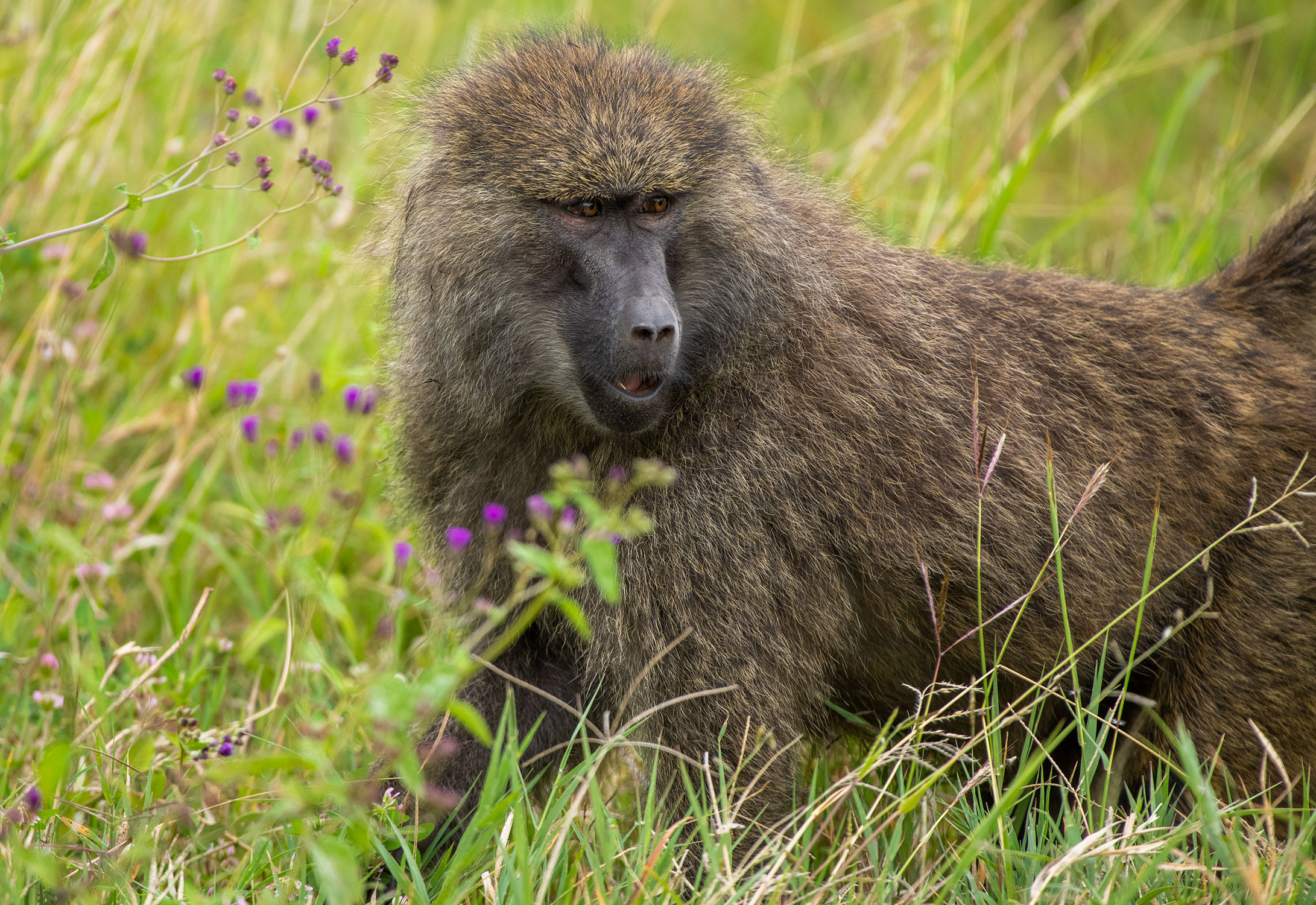 Wildlife13Web